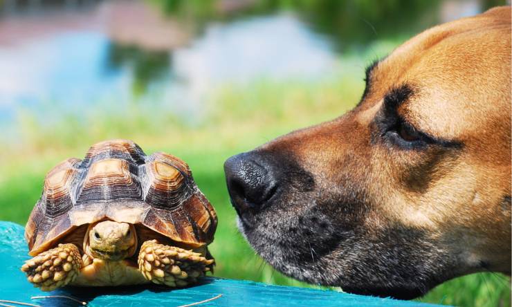 amicizia tra cane e tartaruga