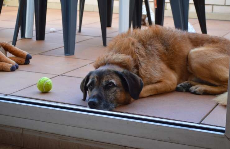 cosa fa un cane annoiato