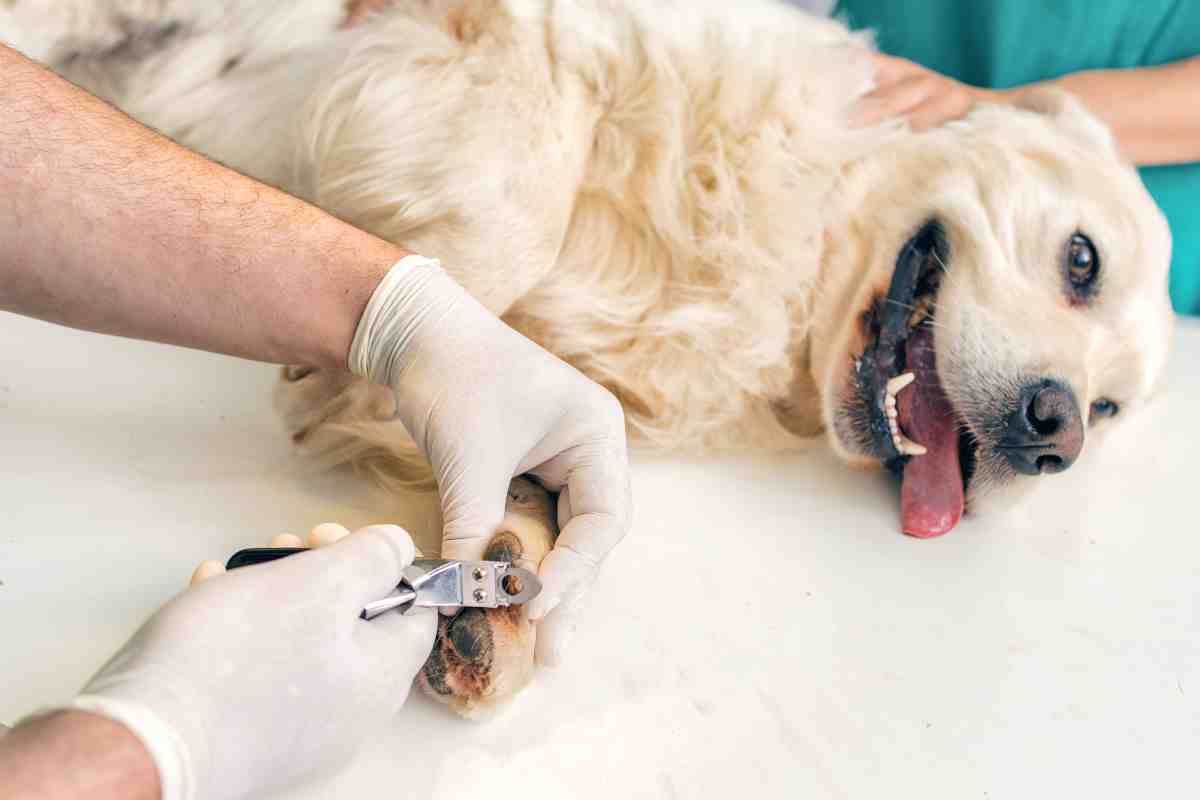 Cane unghie veterinario