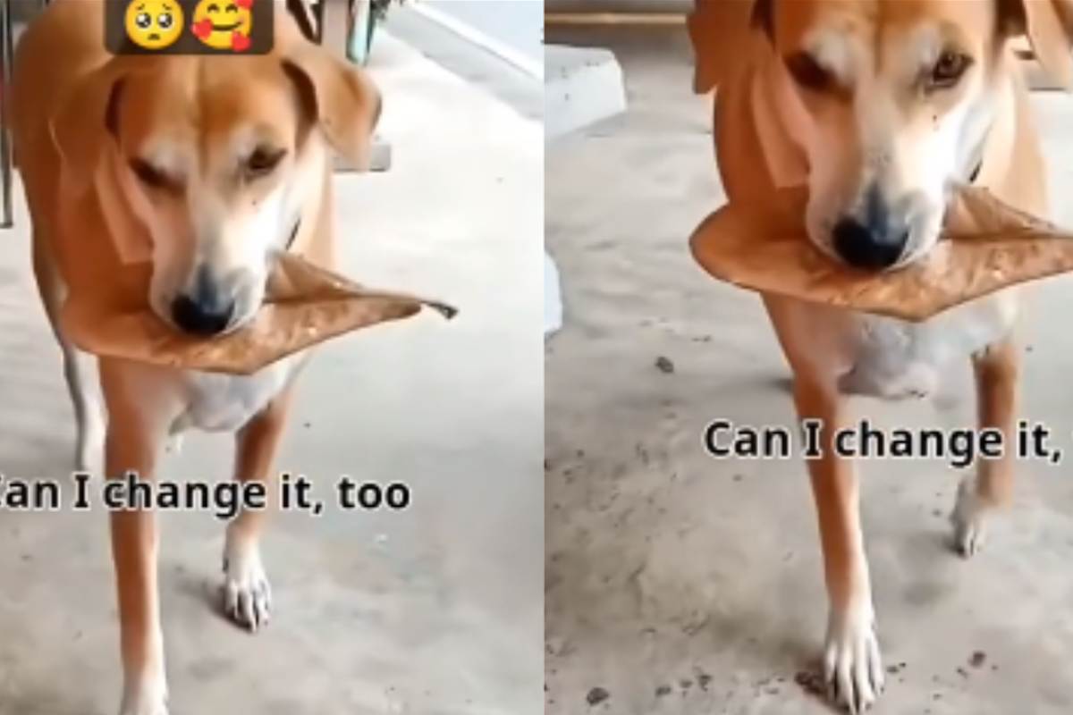 cane scambia foglie per cibo