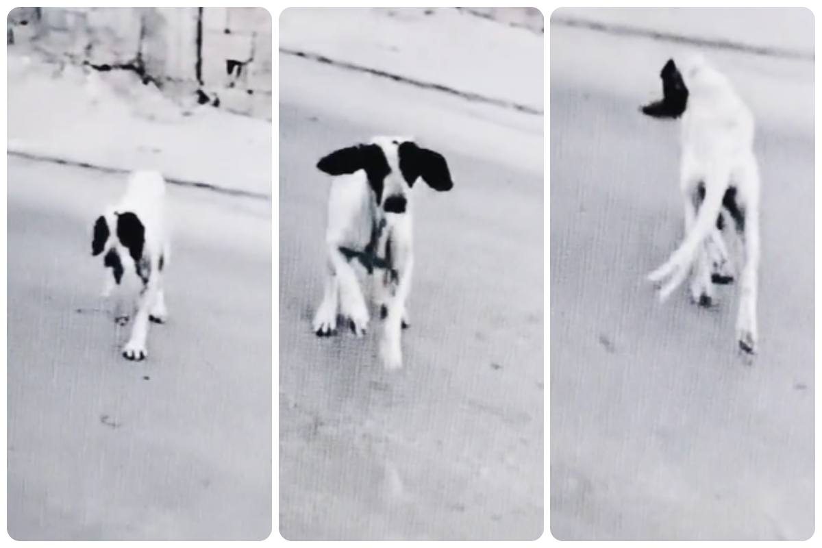 cane finge di zoppicare