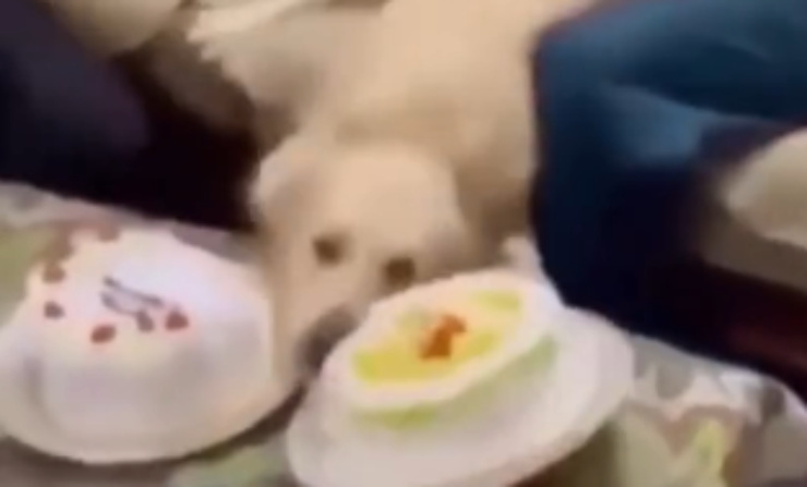 cane cade sulla torta