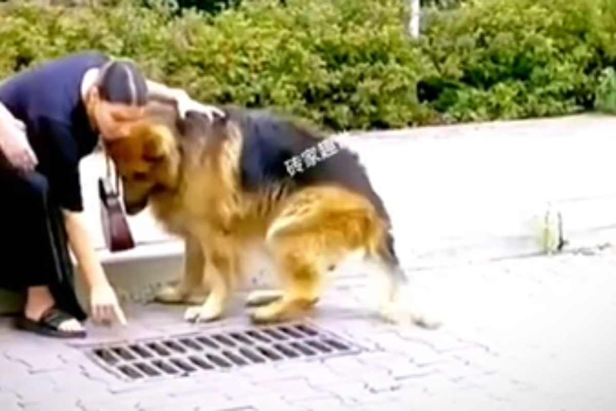 The German Shepherd attracts the attention of a pregnant woman: and so she discovers that there is “someone” to save him (video)
