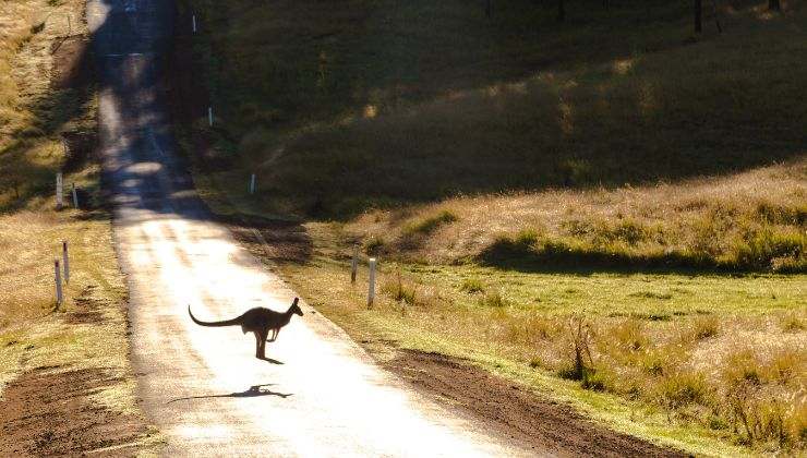 canguro corre in strada