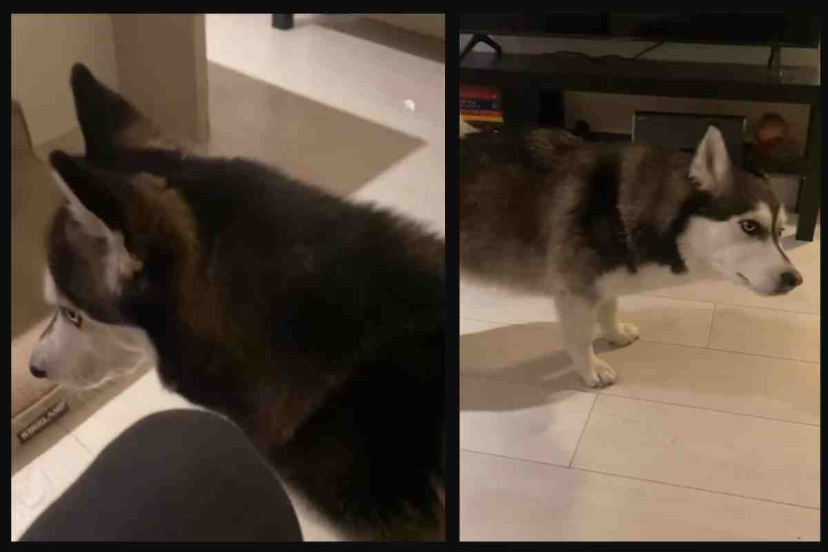 Cani arrabbiati? Ecco una husky furiosa