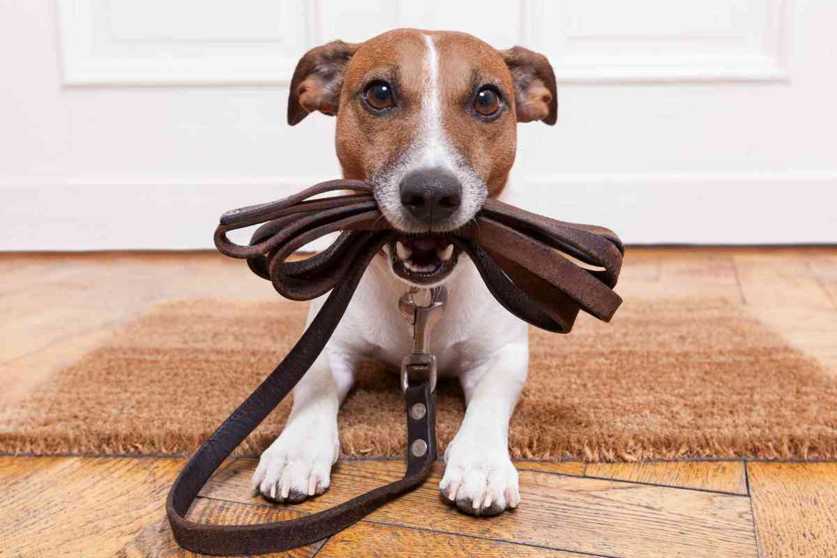 I cani più facili da addestrare: i preferiti da addestratori e proprietari  --- (Fonte immagine: https://www.velvetpets.it/wp-content/uploads/2023/10/cani-da-addestrare-30102023-velvetpets.it_.jpg)