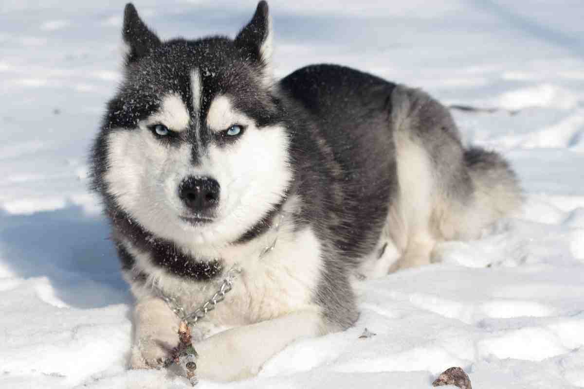 Husky arrabbiato