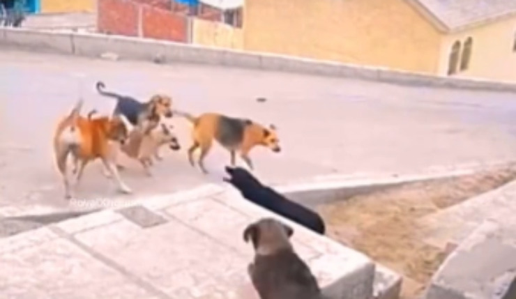 branco di cani aggressione