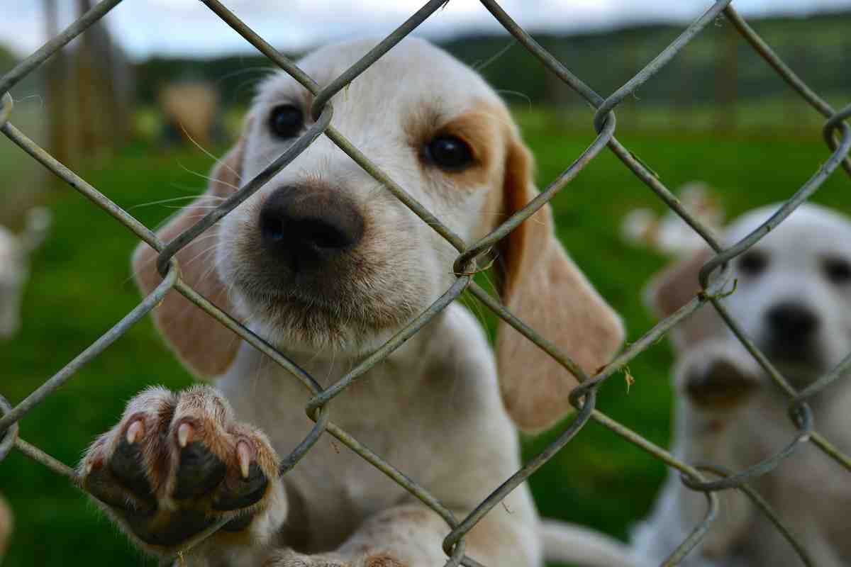 Cuccioli in canile, perché adottarli