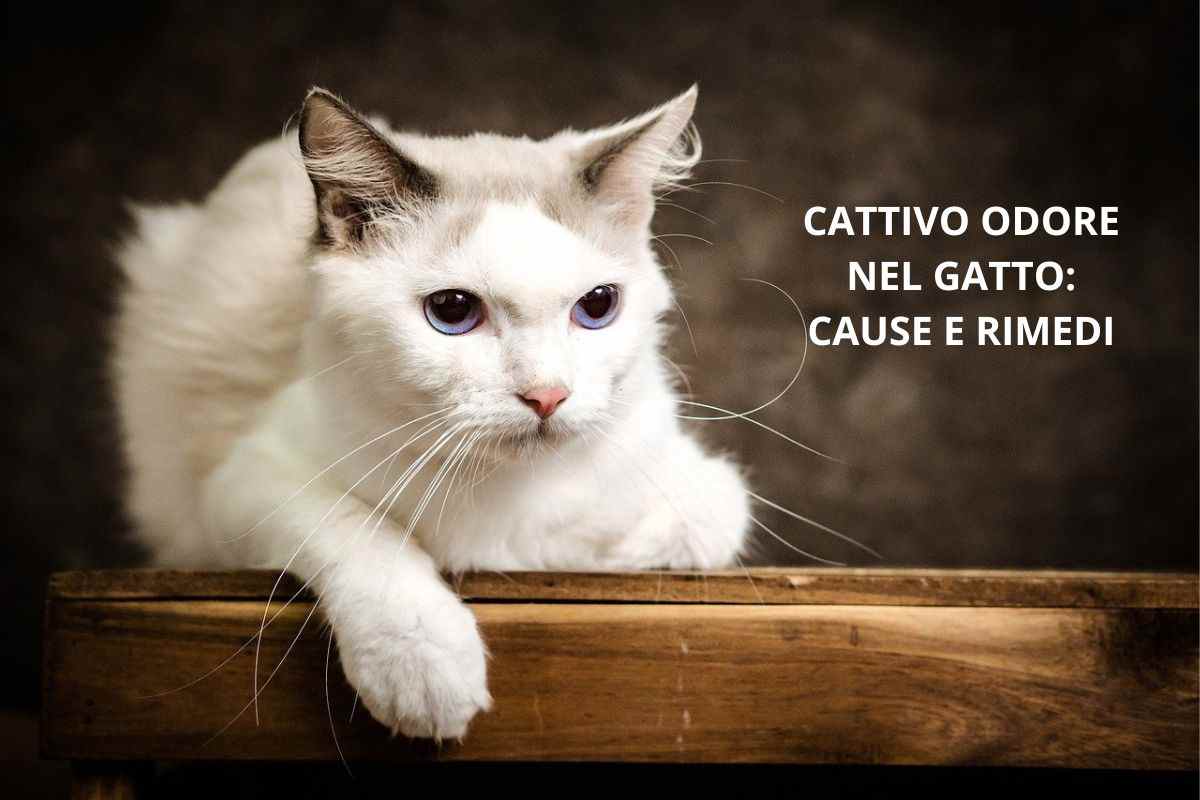 Cattivo odore nel gatto