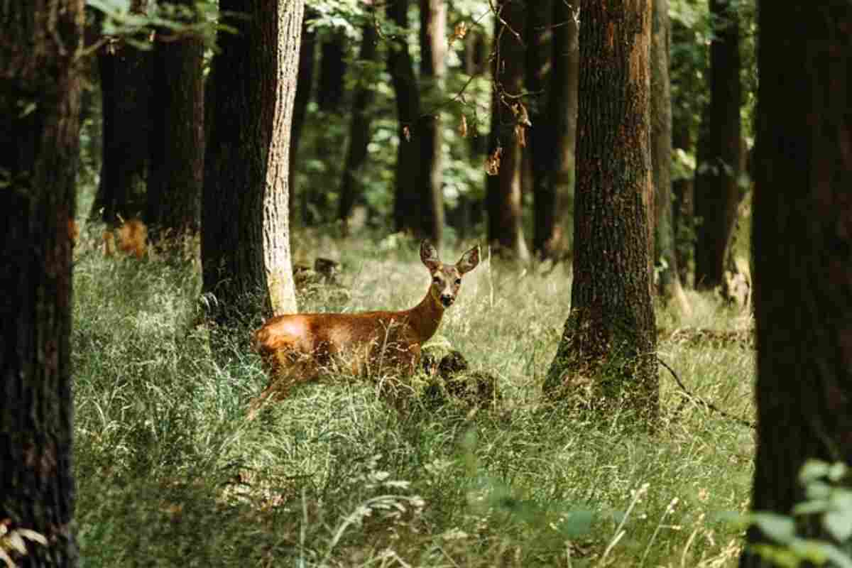 cerbiatto nel bosco