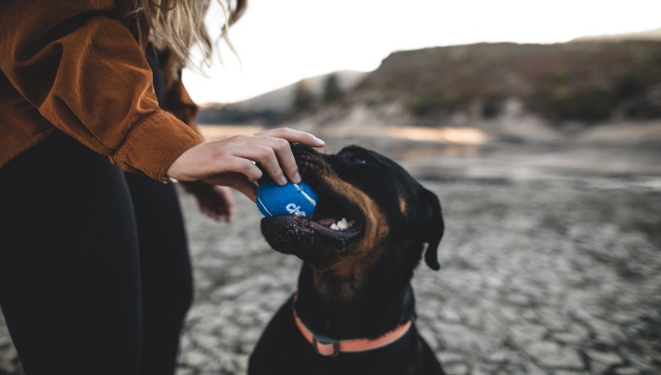 Le razze canine che vivono più a lungo