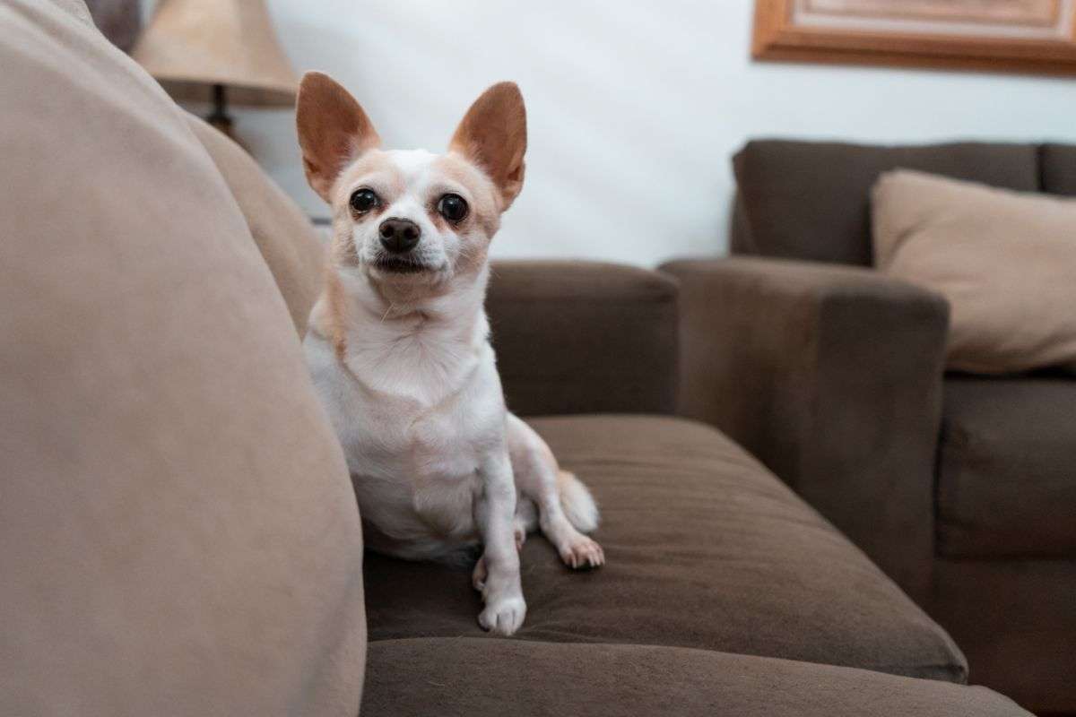 chihuahua aggressivo