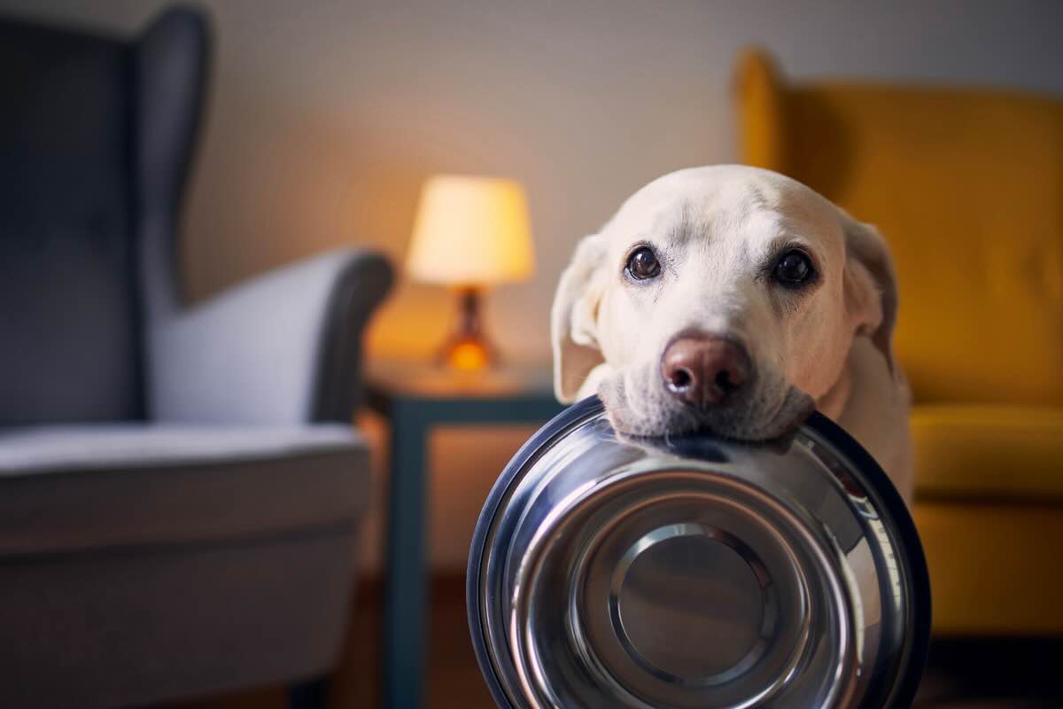 Ciotola del cane: l’importanza di lavarla