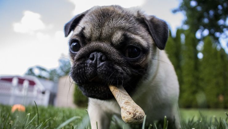 Cucciolo con osso in bocca