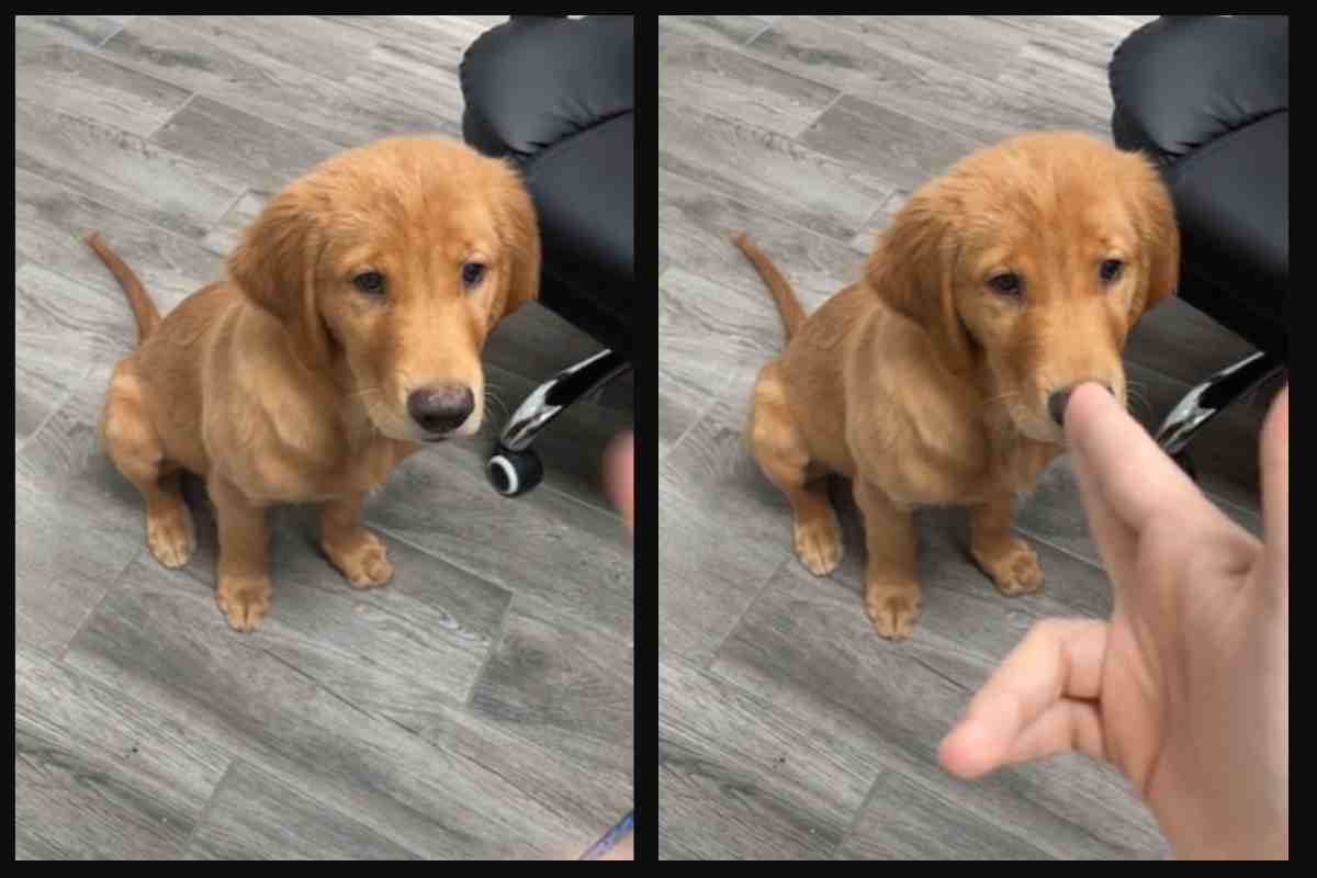 Cucciolo Golden Retriever, reazione esilarante