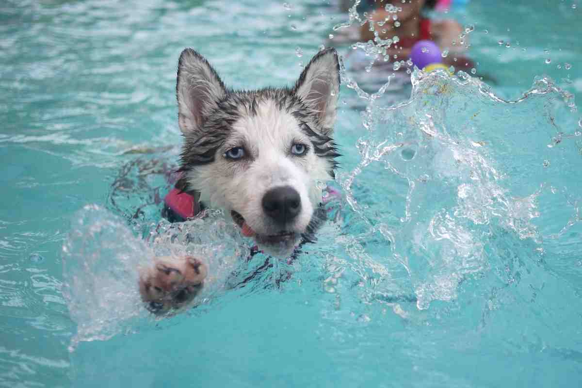 Cucciolo in piscina