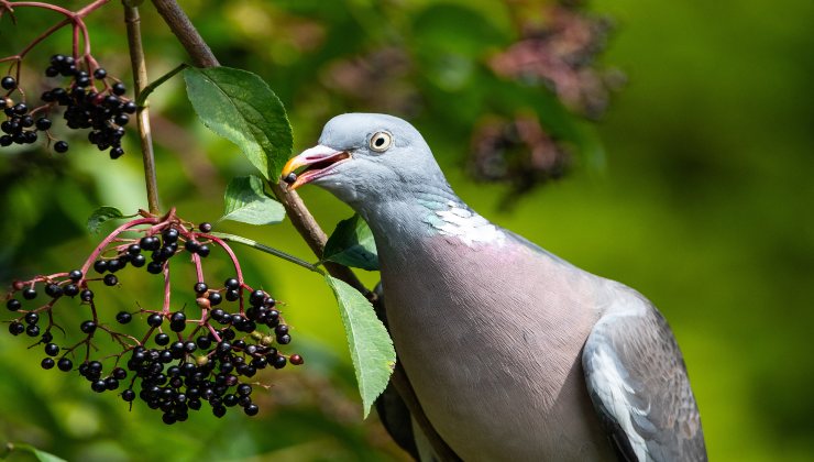 Tieni lontano i piccioni con rimedi naturali