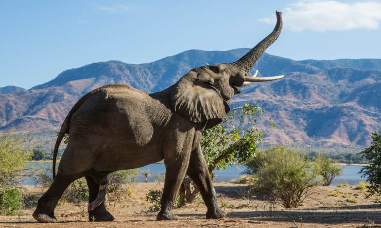 elefanti animali molto teneri