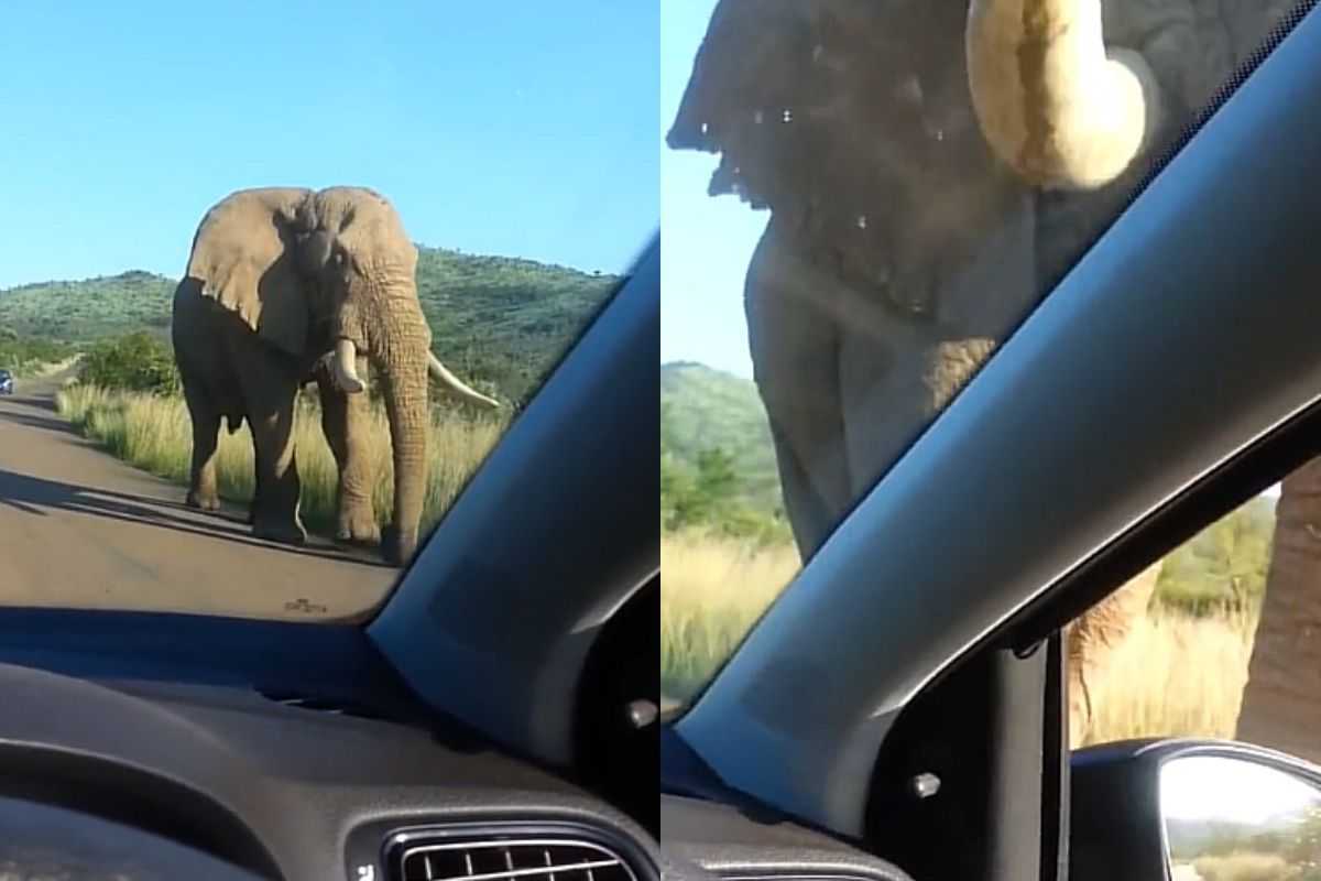 elefante tiktok