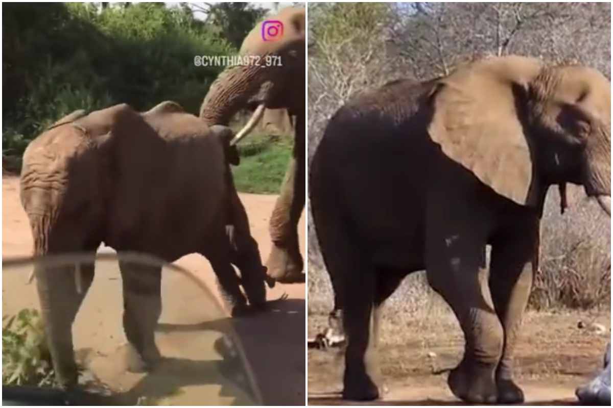 elefanti morti video commuovente dolce 