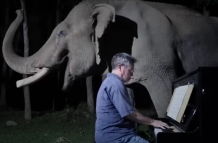 musica per aiutare gli elefanti