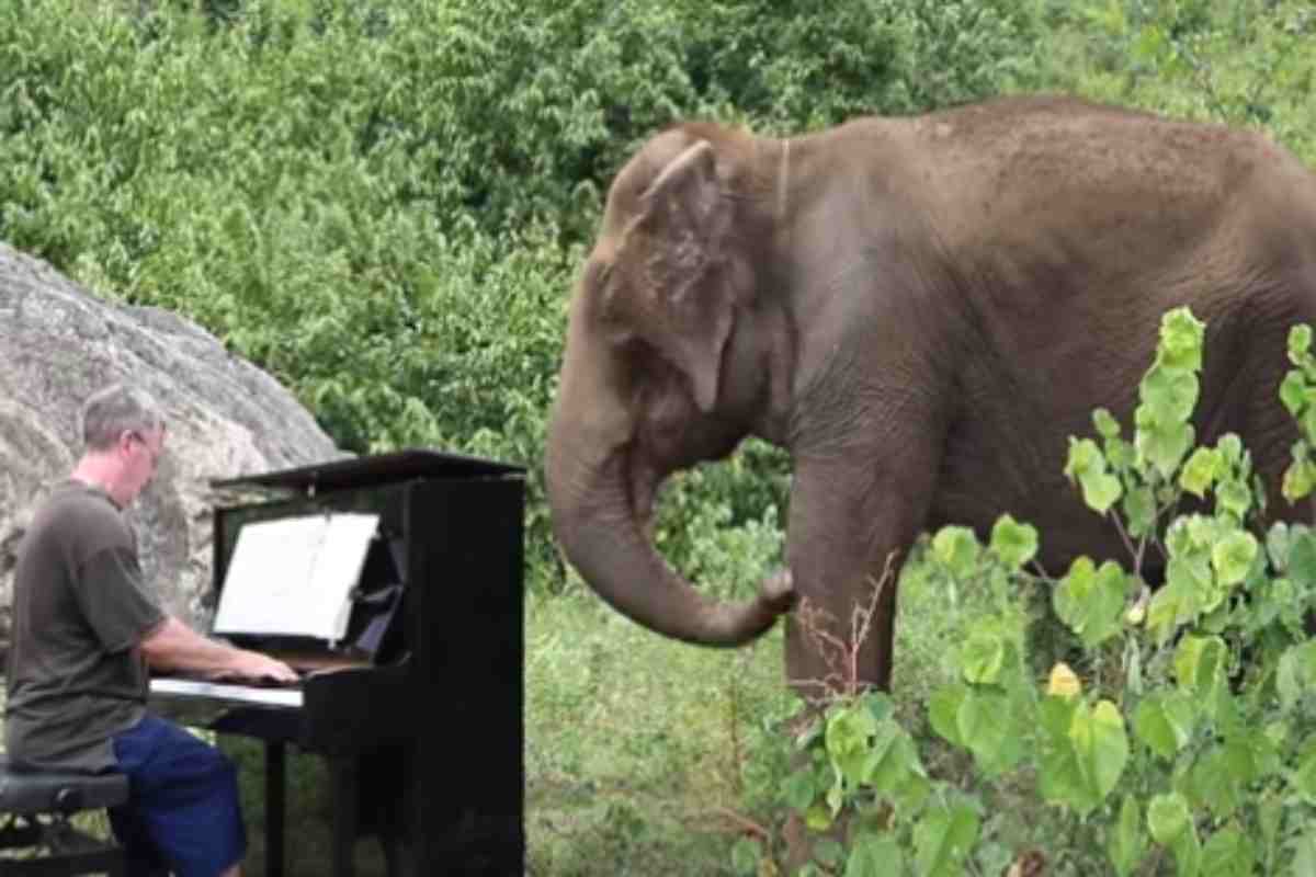 elefanti che danzano a suon di musica