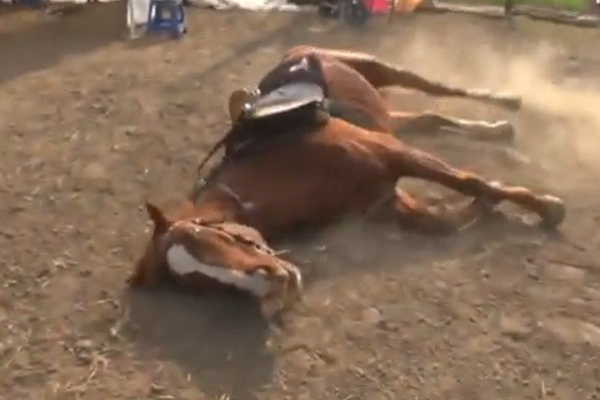 performance cavallo finge morto