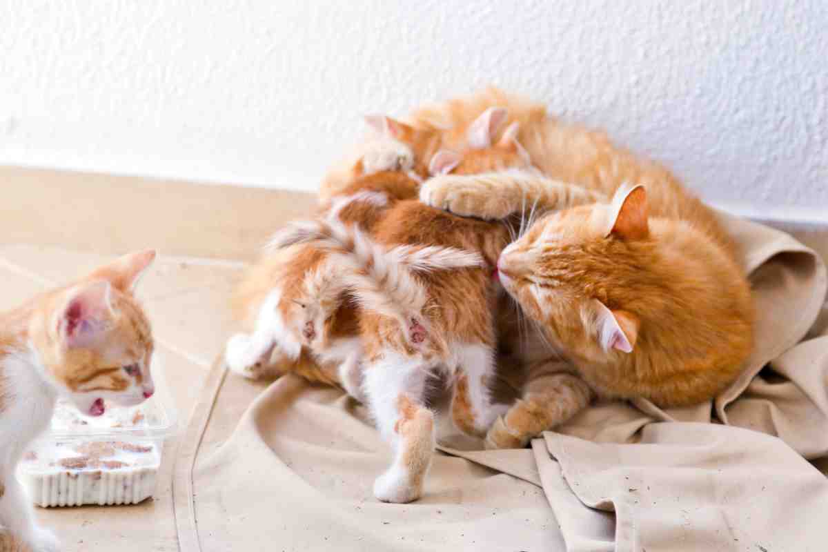 Gatta e piccoli gattini