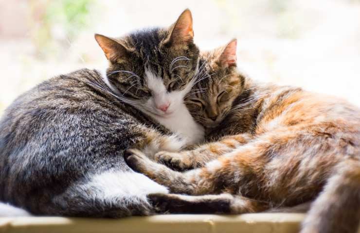 gatti amici per la pelle