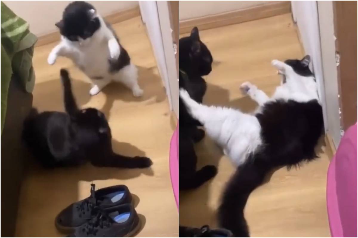 gatti che litigano video divertente tiktok 