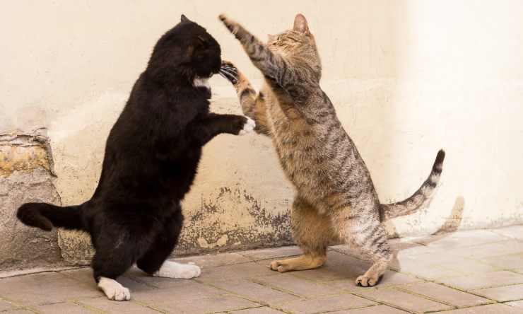 gatti litigano tra loro