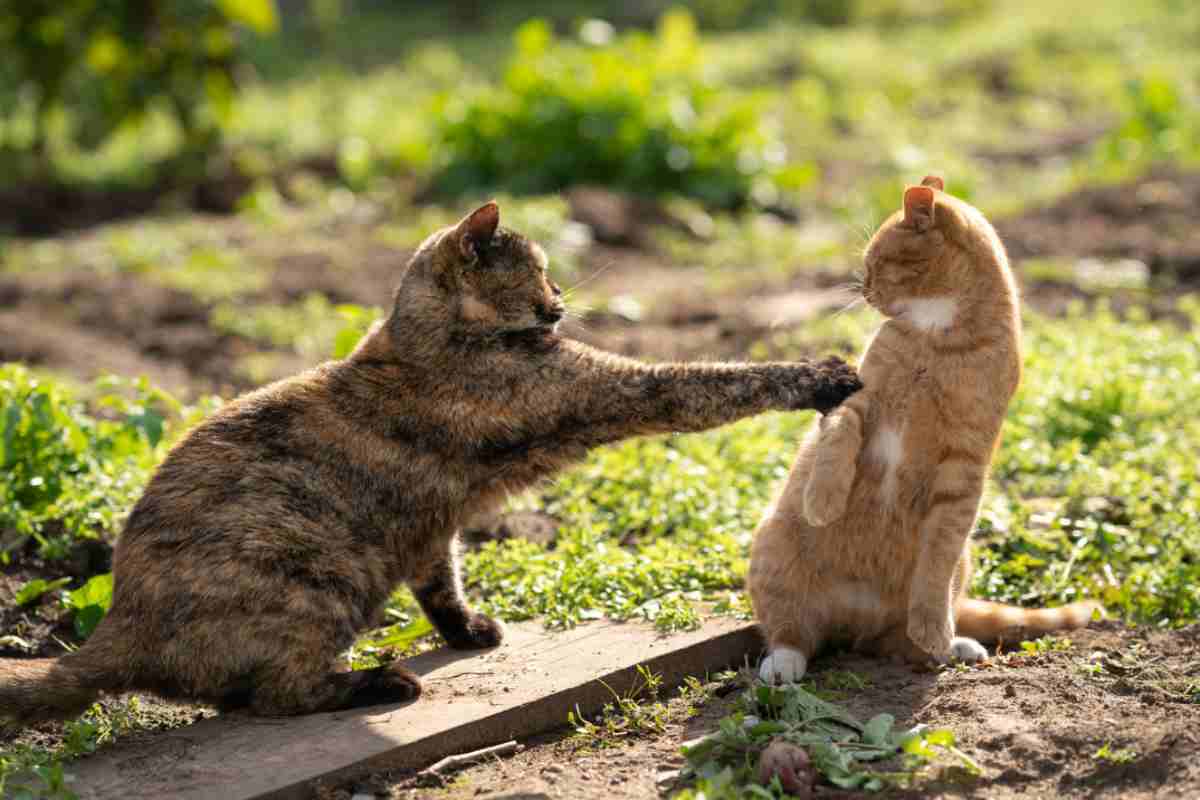 gatti nervosi motivo