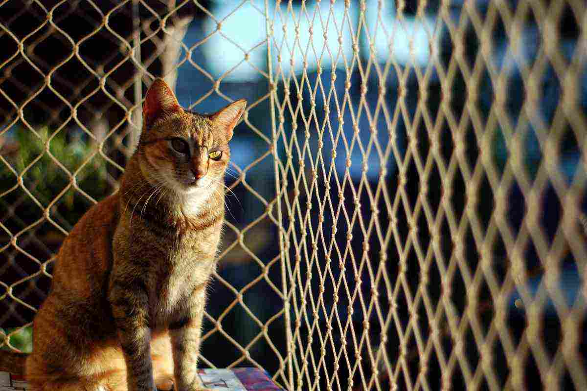 Gatti, come rendere sicuri i balconi per i nostri amici a 4 zampe