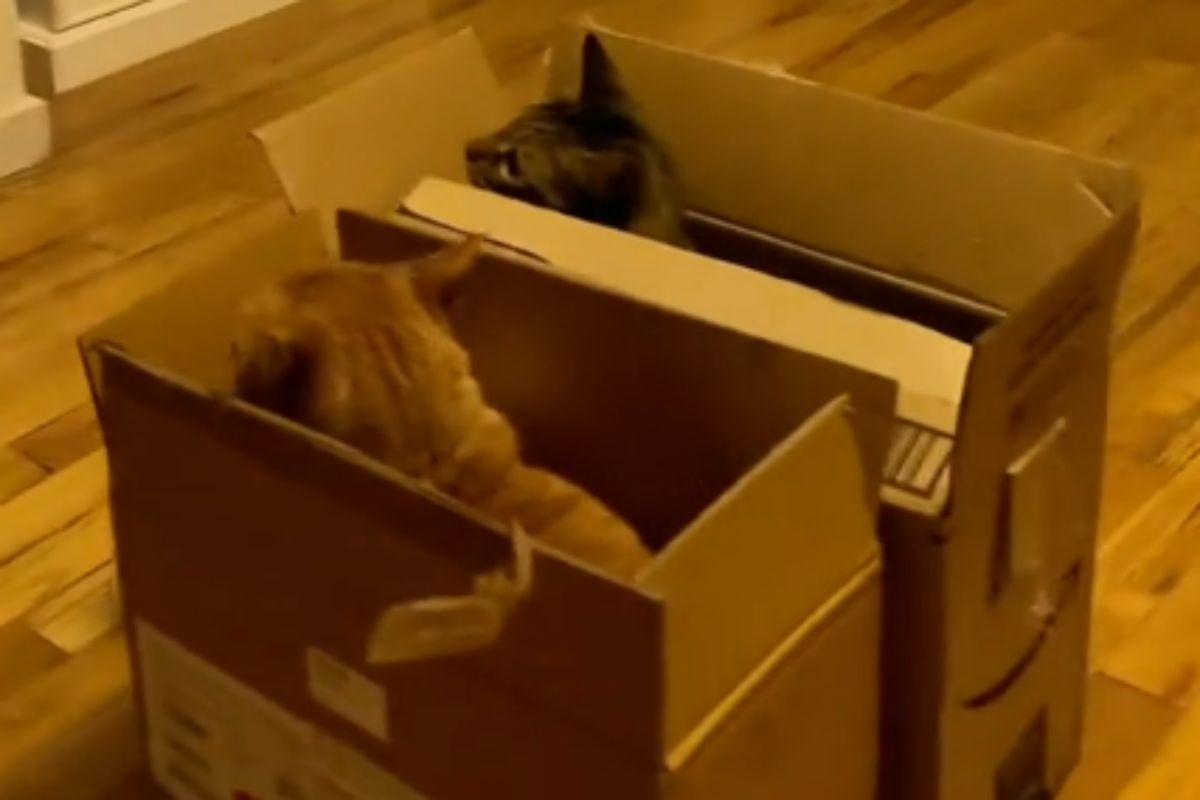 gatti nella scatola