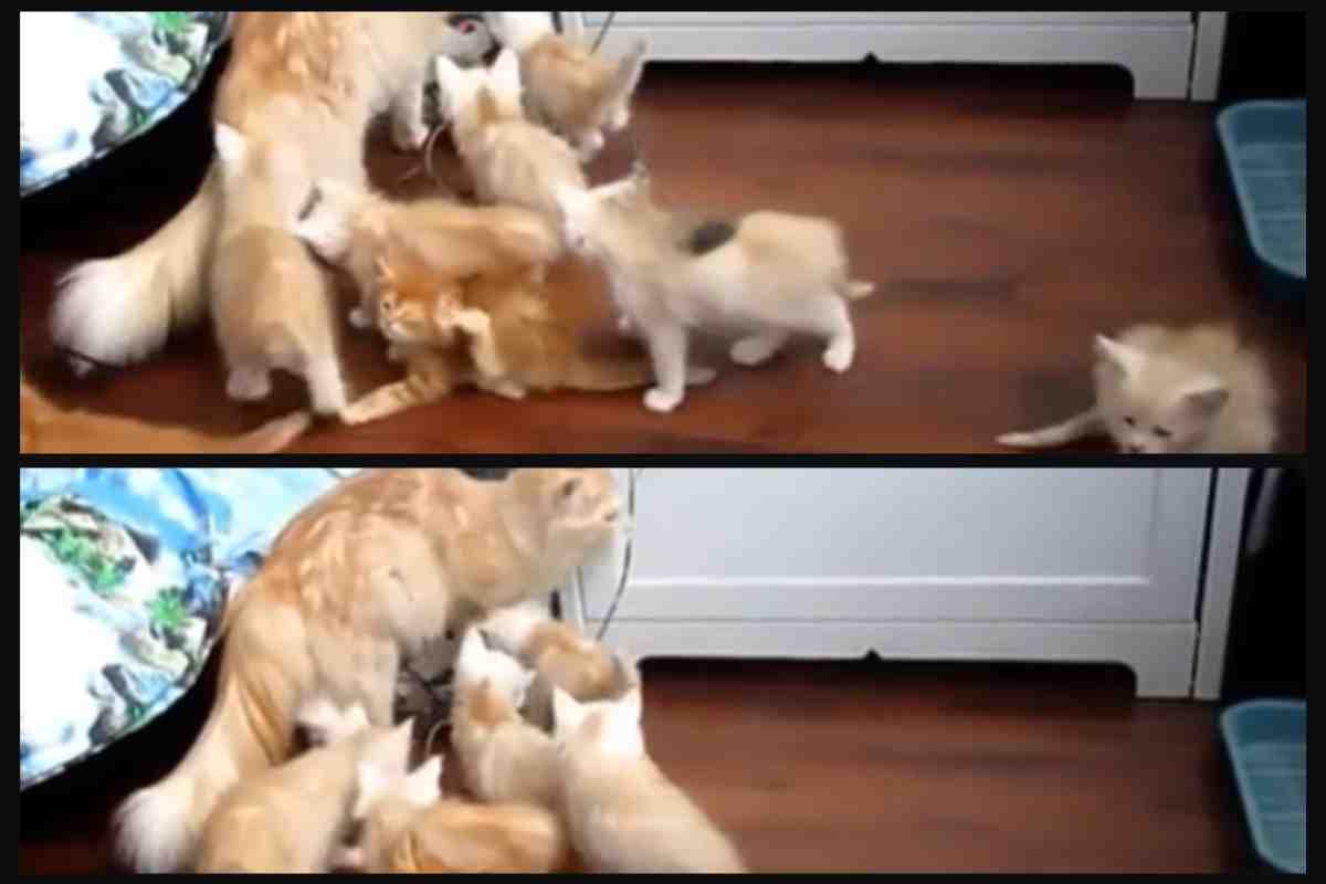 Gatta con i suoi cuccioli