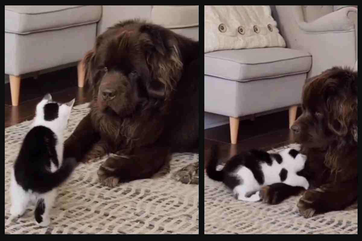Gattino e cane, amici nemici