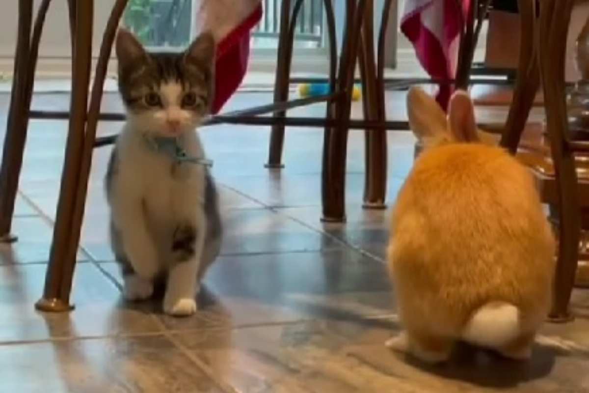 Gattino crede di essere un coniglio