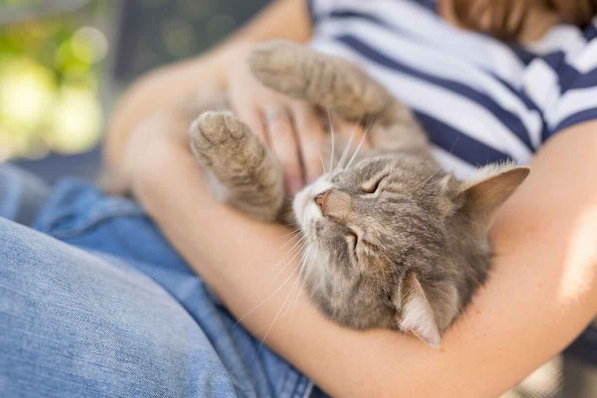 Gatto: i suoi comportamenti significano sempre qualcosa