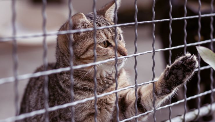 l'abbandono di un animale è punito dalla legge