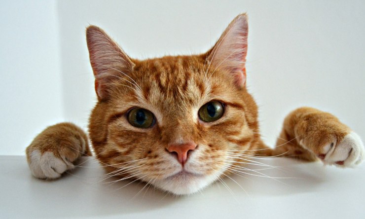 gatto arancione gioca video divertente