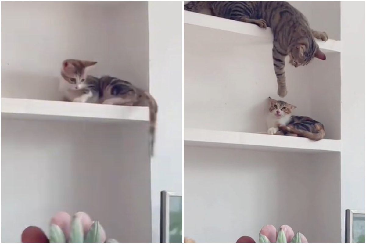 gatto colpisce l'altro