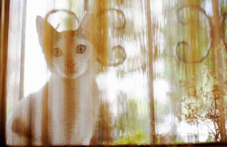 gatto pericolo balcone