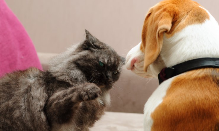 gatto e cane litigano 