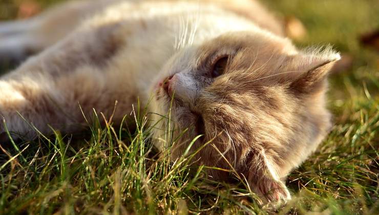 Gatto disteso sull'erba 