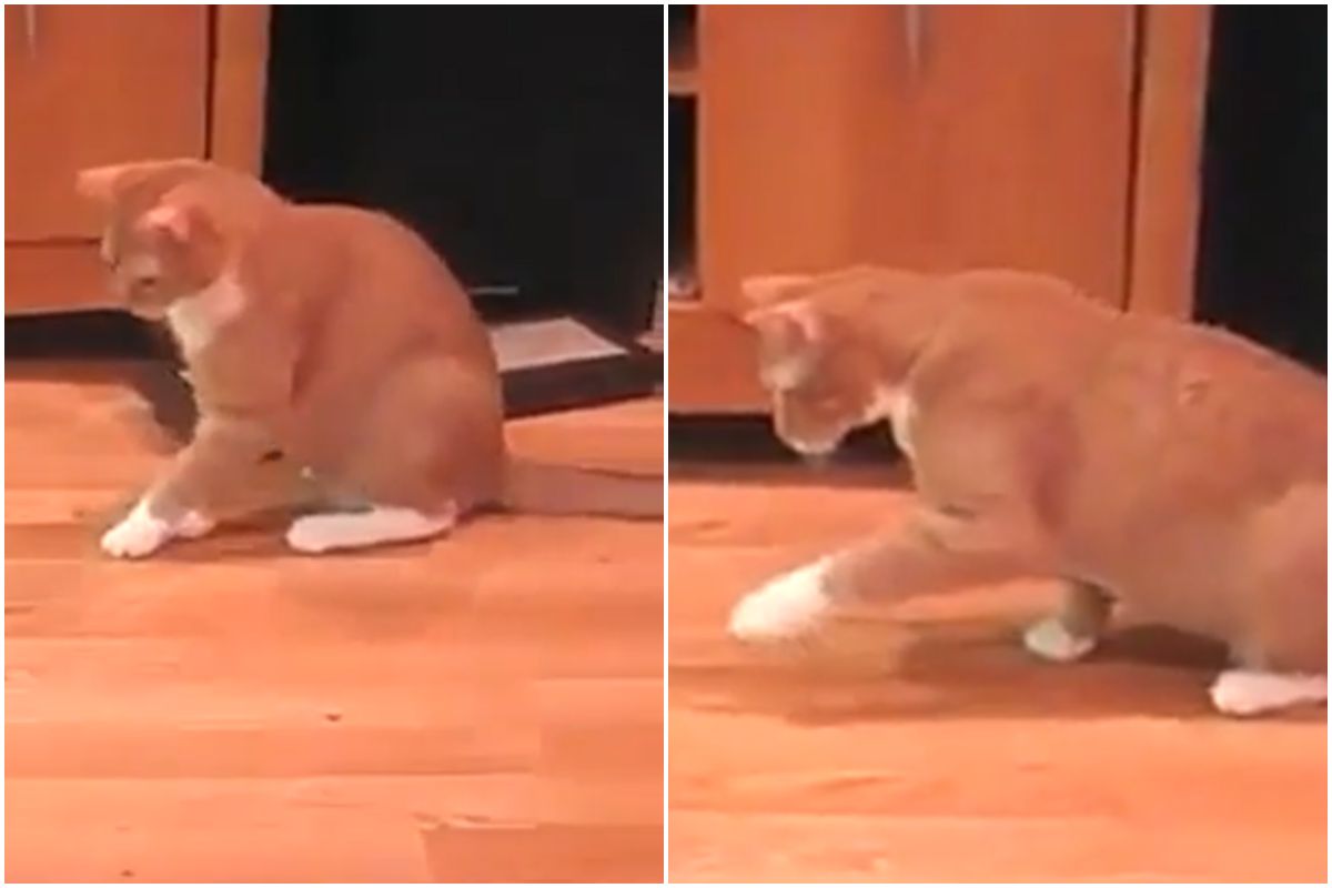 gatto gioca calzino video divertente 
