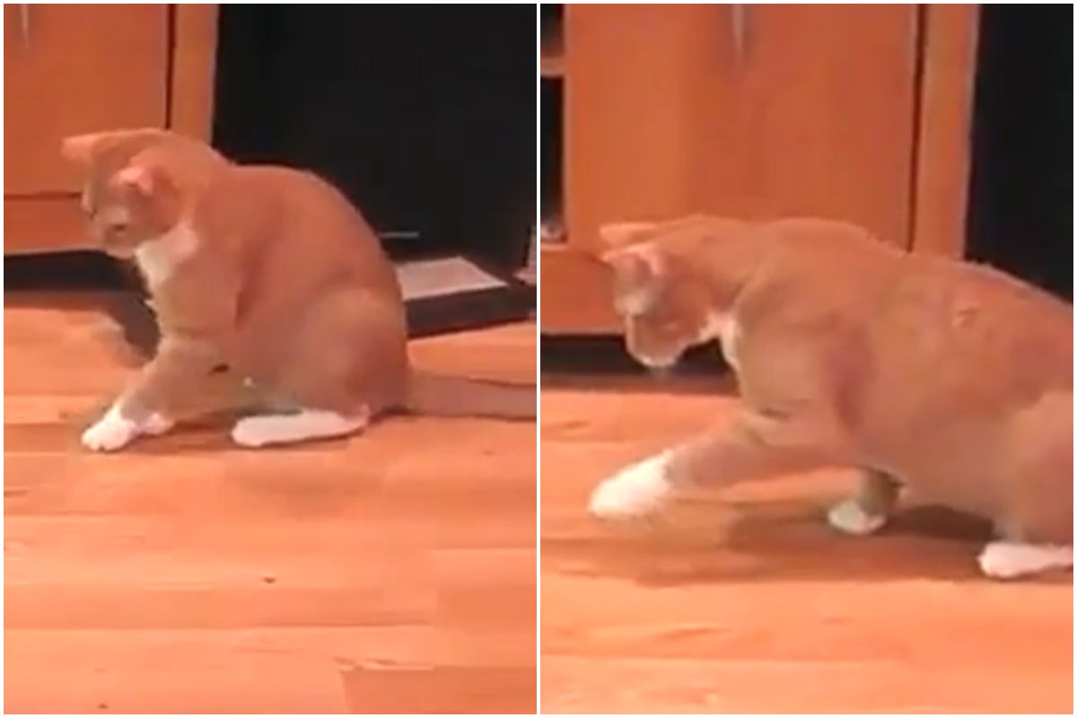 gatto gioca calzino video divertente