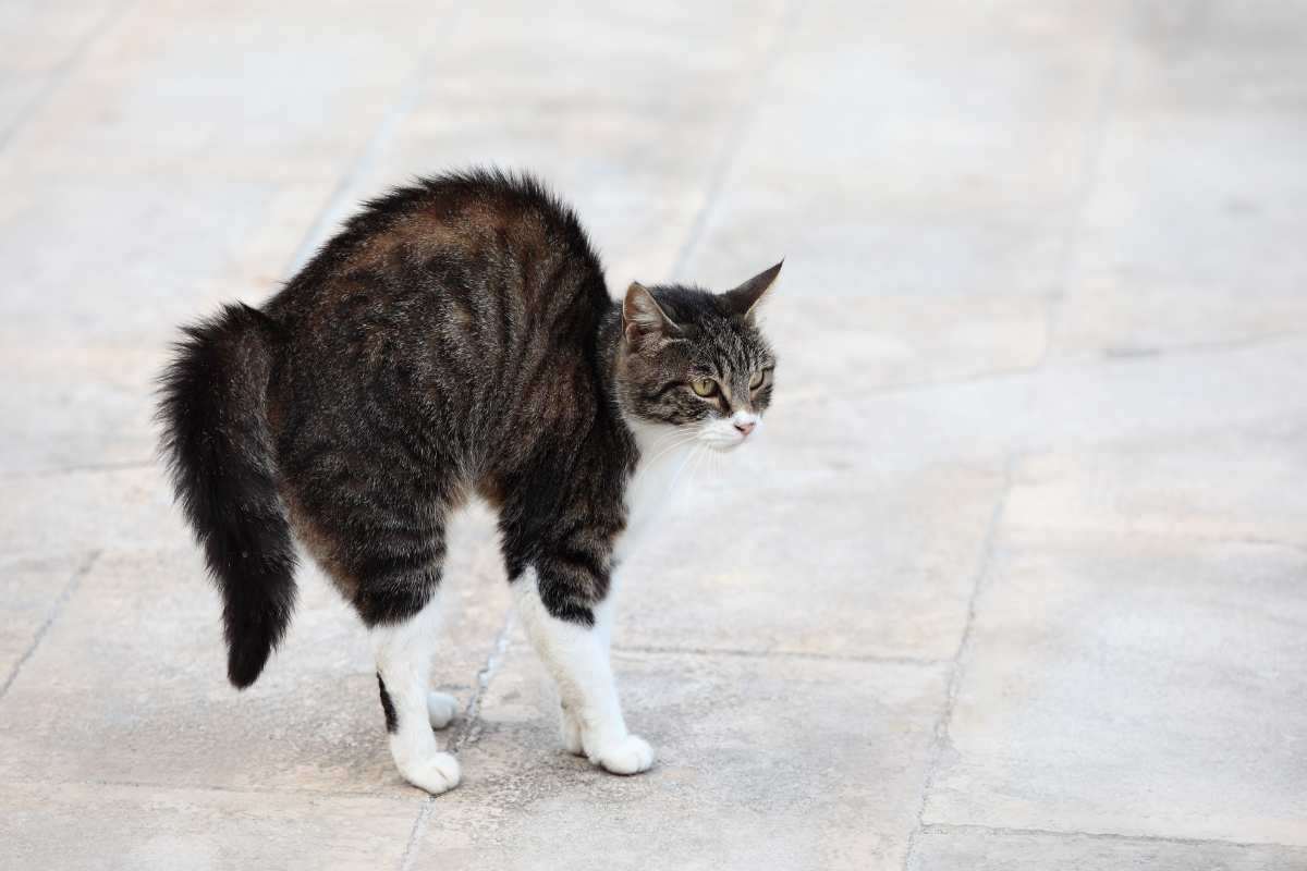 gatto che ha molta paura