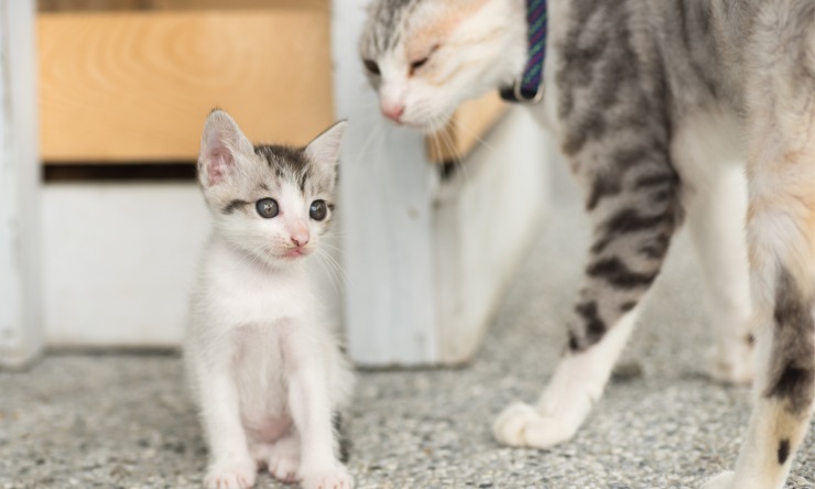 gatto cucciolo madre