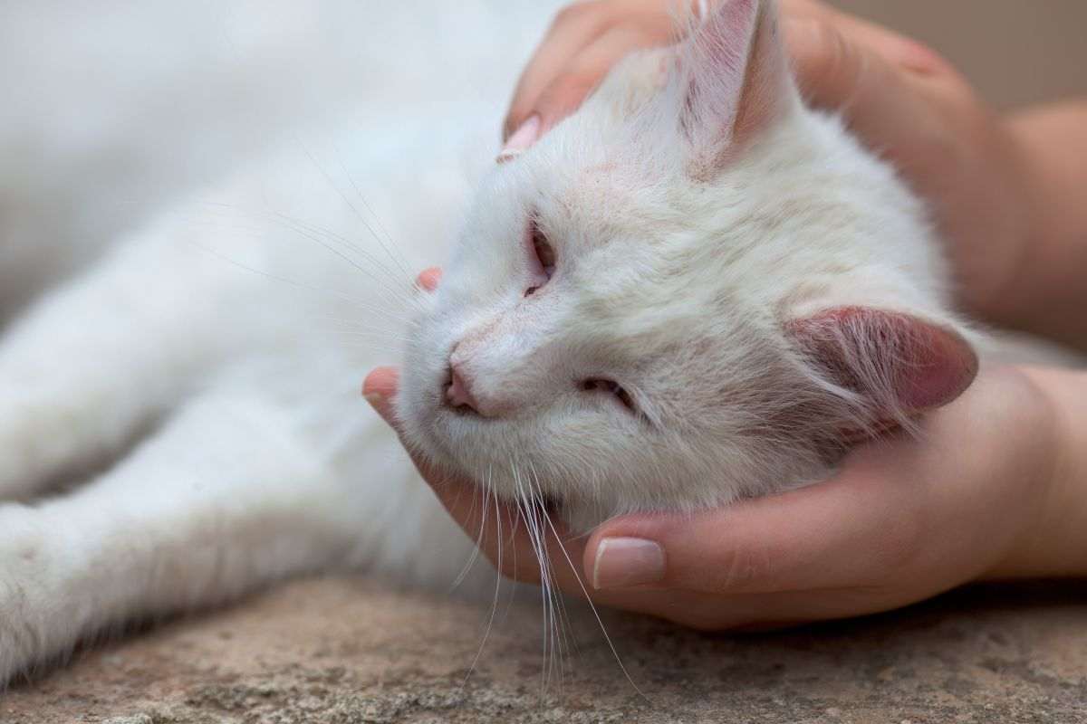 gatto sintomi da non sottovalutare